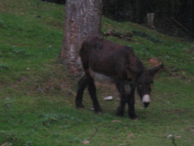 Saint-Michel - Borzée 2007